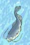 cfish2.jpg (2094 bytes)